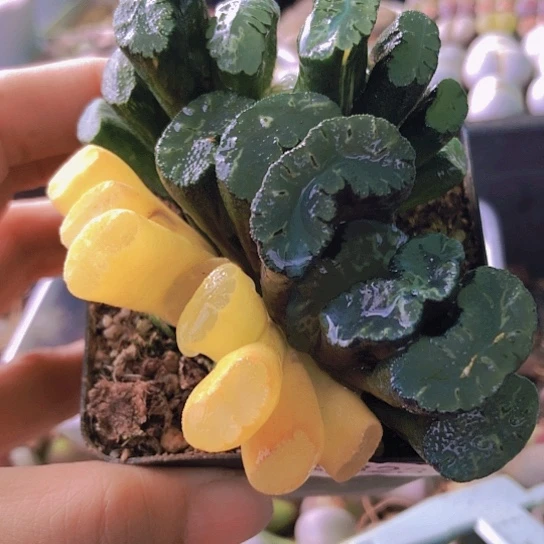 无花朵0823，北斋玉扇锦如图