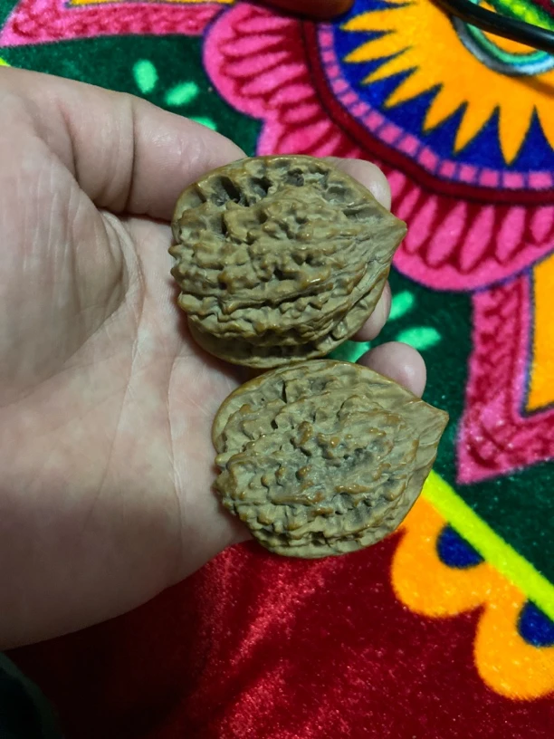 朝阳沟角蛙文玩核桃涞水野生小众