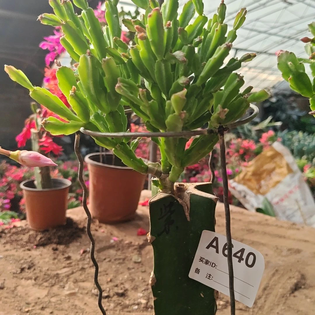 紫重瓣脱土脱盆易掉芽苞640