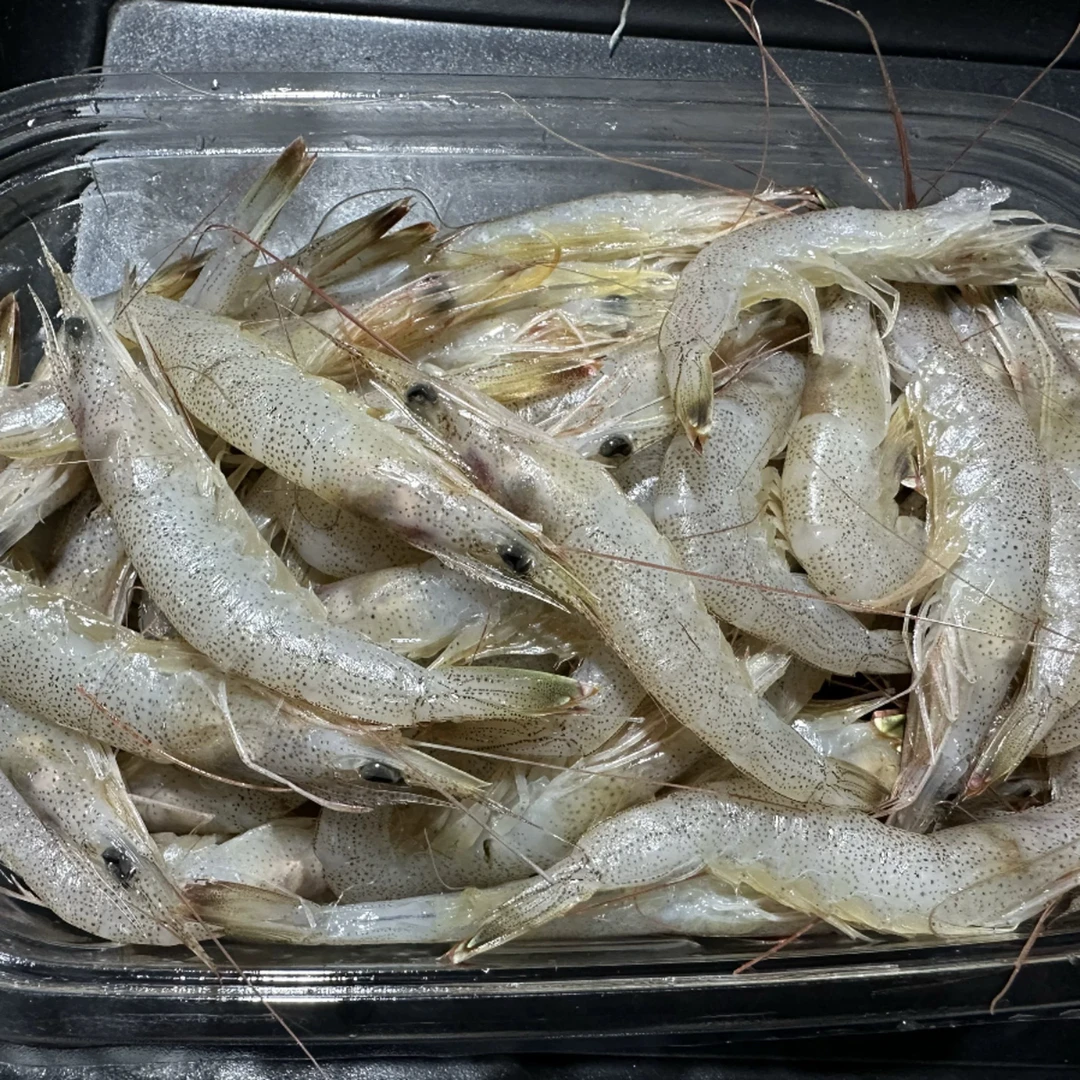 野生海捕羊毛虾5斤 连云港发货