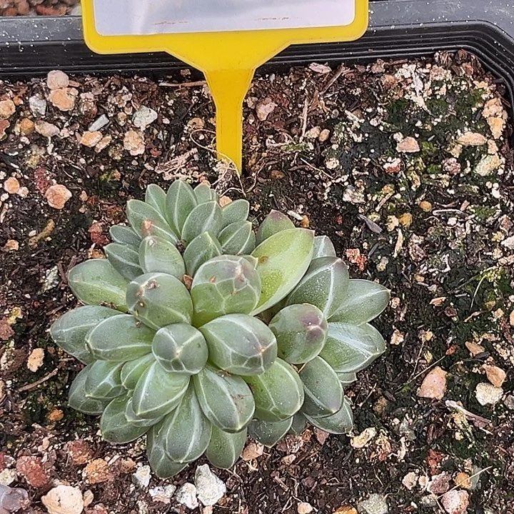 潇***湘伊卡鲁斯优选多肉植物867