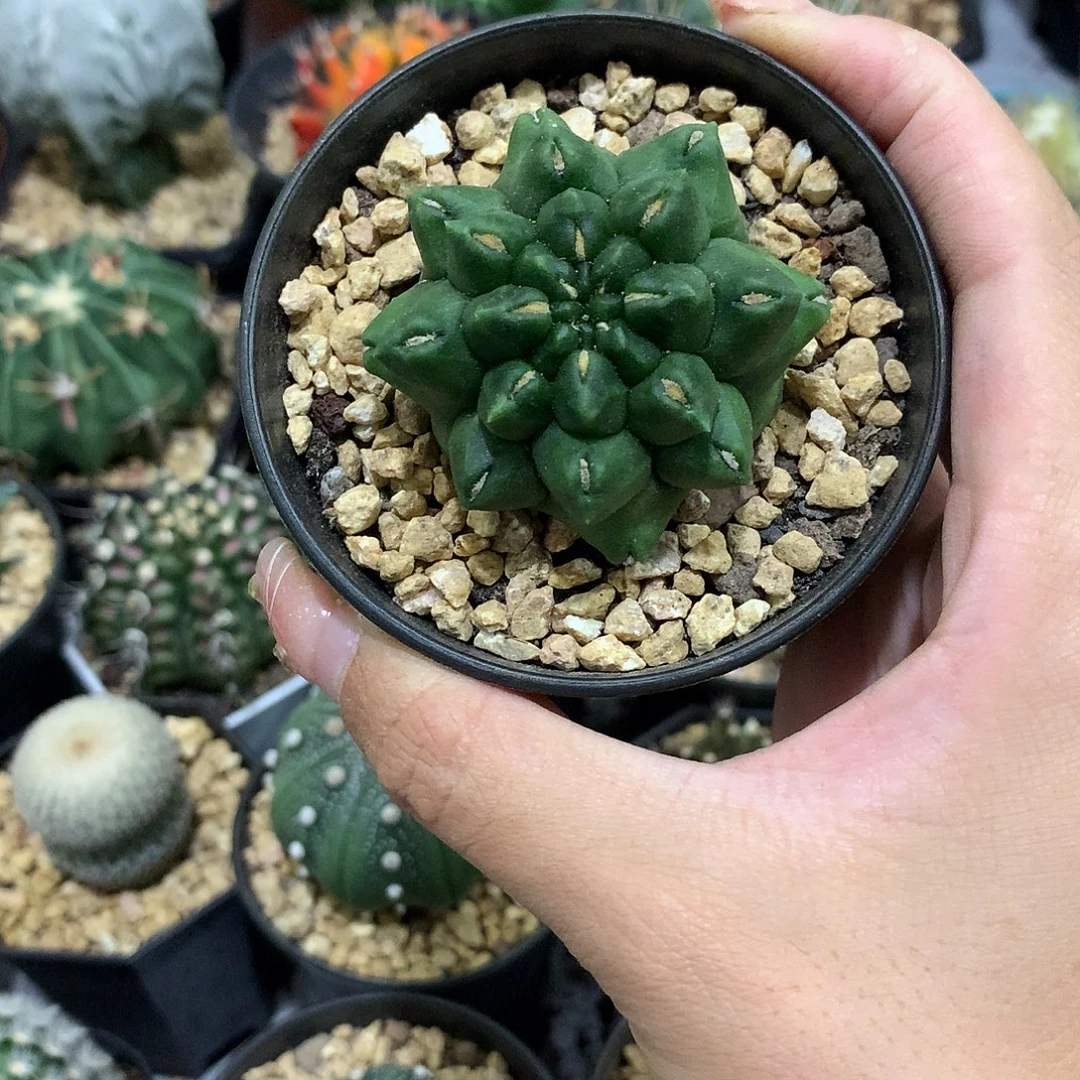 当前无花栽培后可以开花翠晃石仙人球