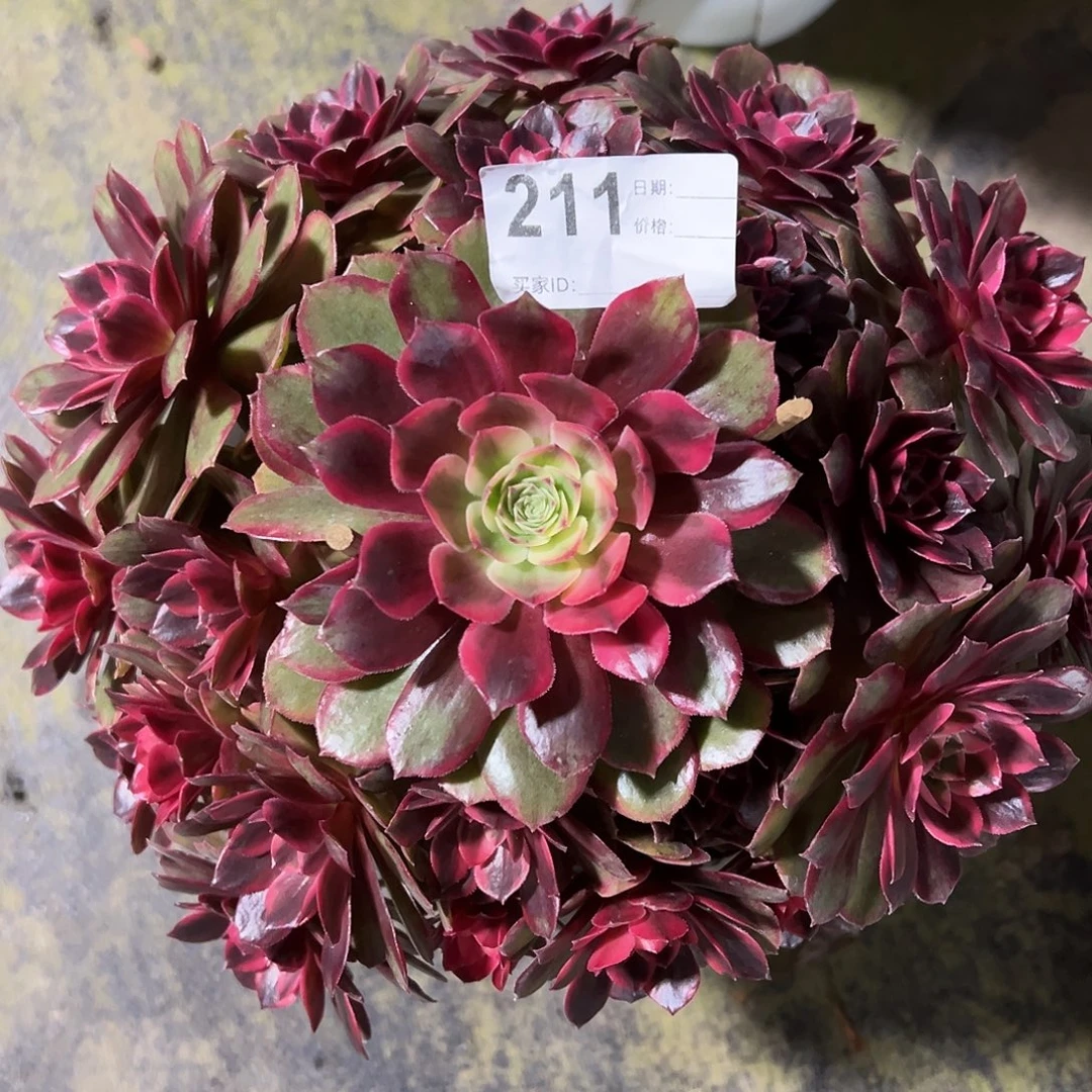 211克拉恋人多肉法师