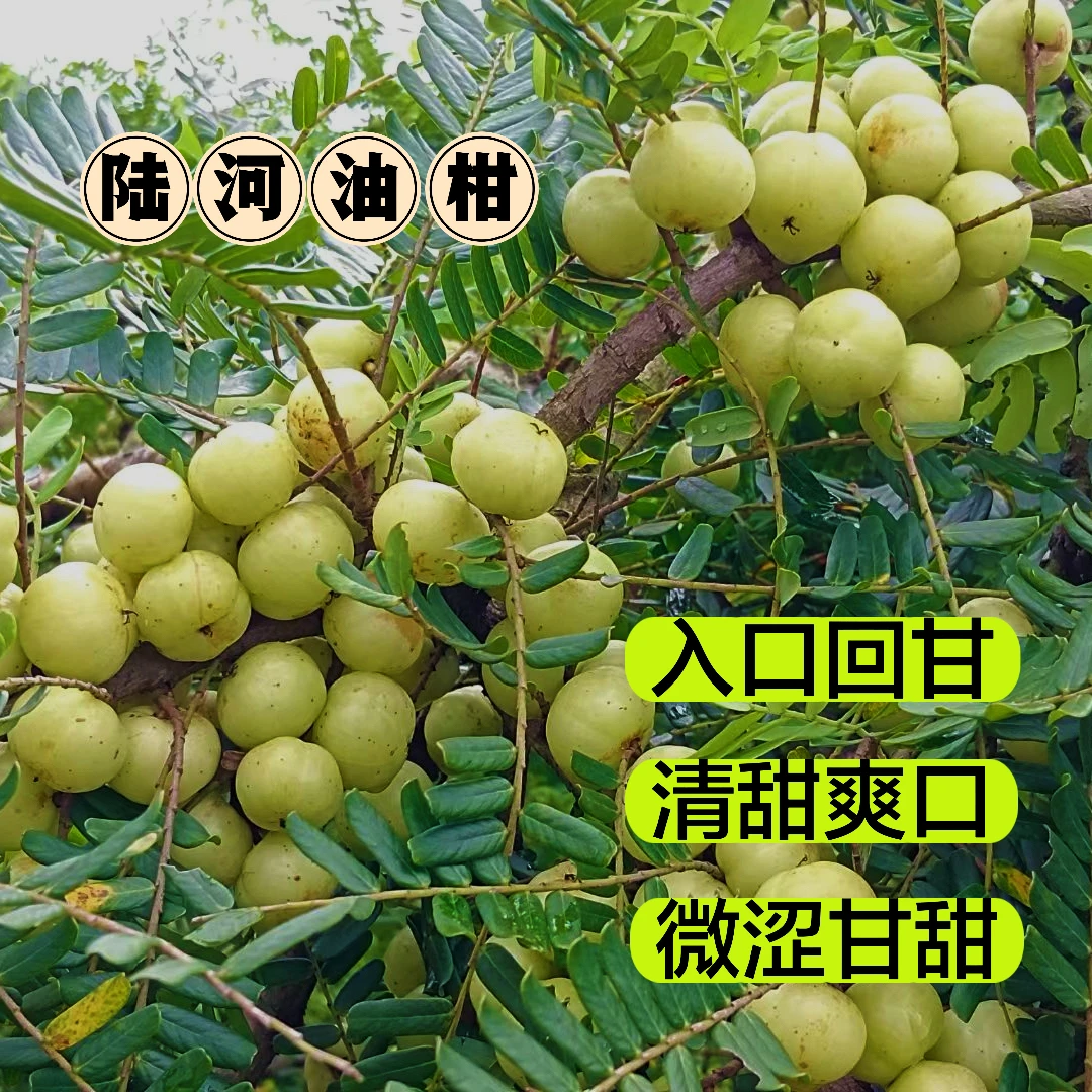 潮汕新鲜采摘油甘果大果甜种可生吃榨汁的水果