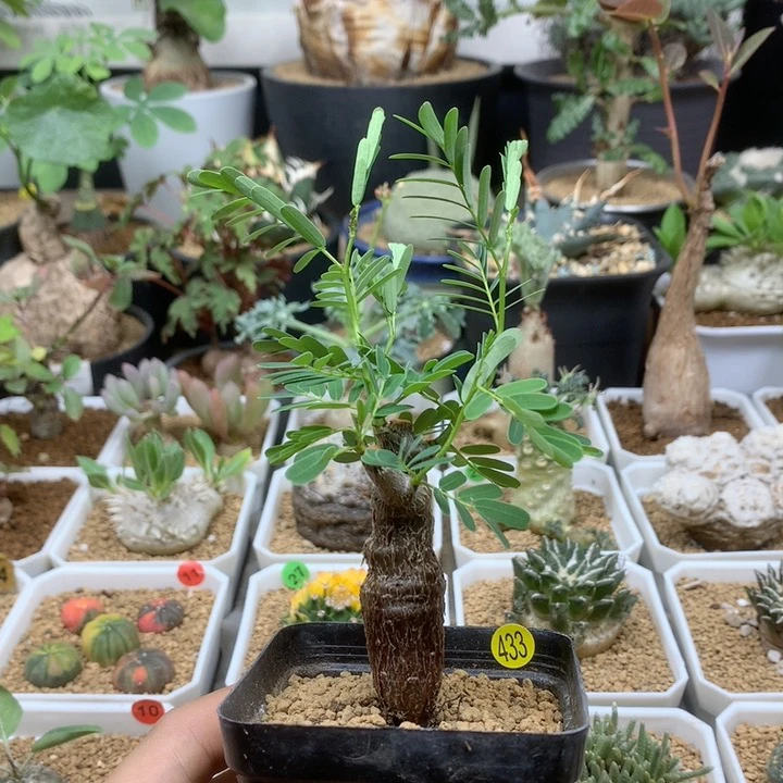 实生沙漠苏木带盆433