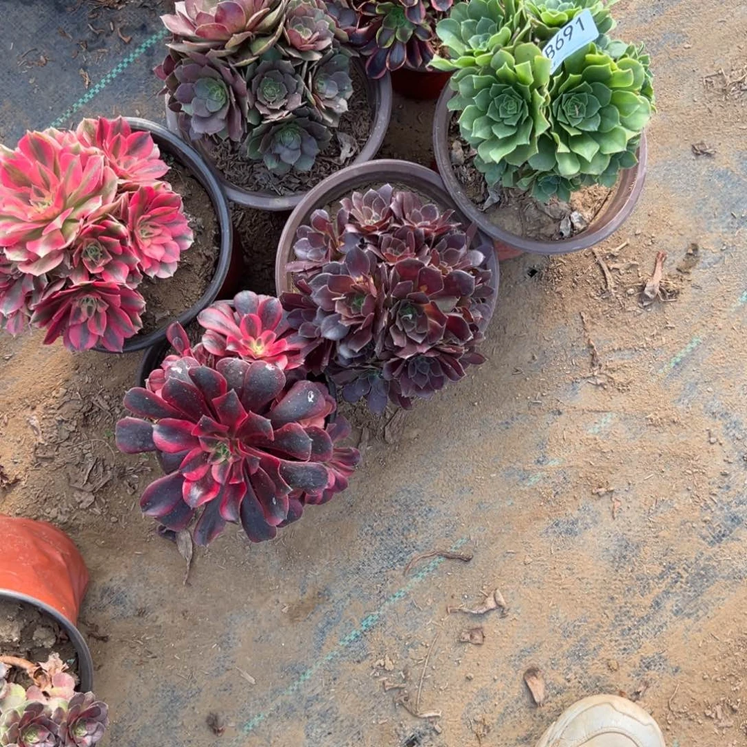 691六颗组合多肉植物法师多肉