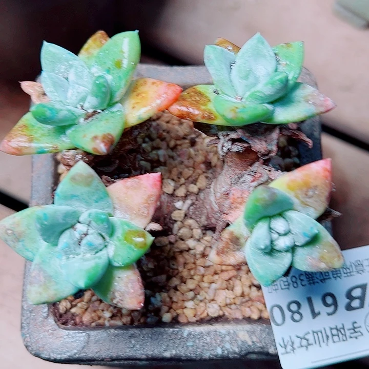 6180苹果叶杂交仙女杯