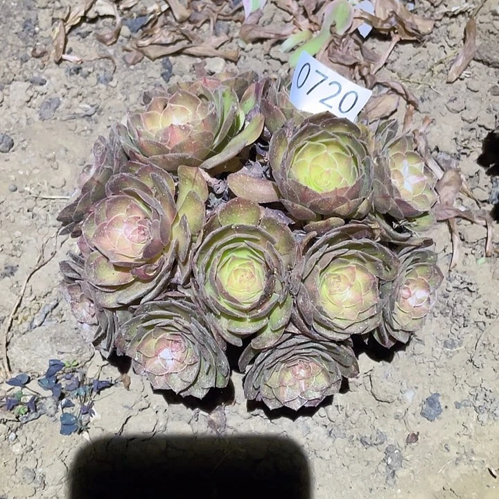 (****姬多肉植物法师720抹茶