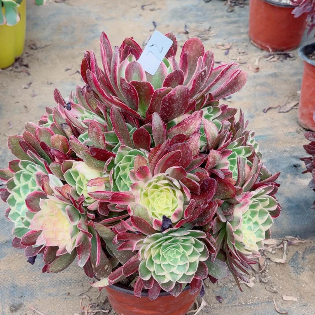 72万圣节锦貂蝉多肉法师