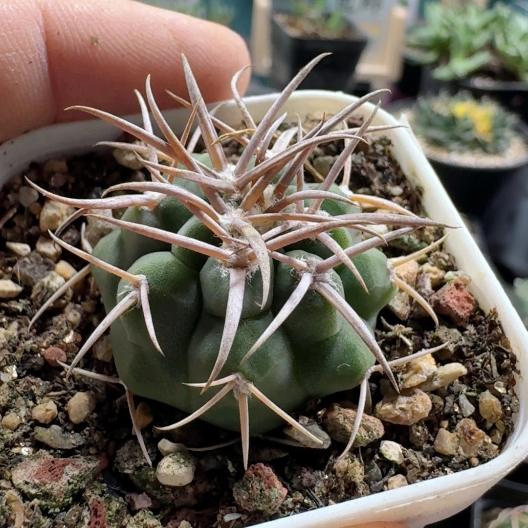 674碧岩玉脱土发货