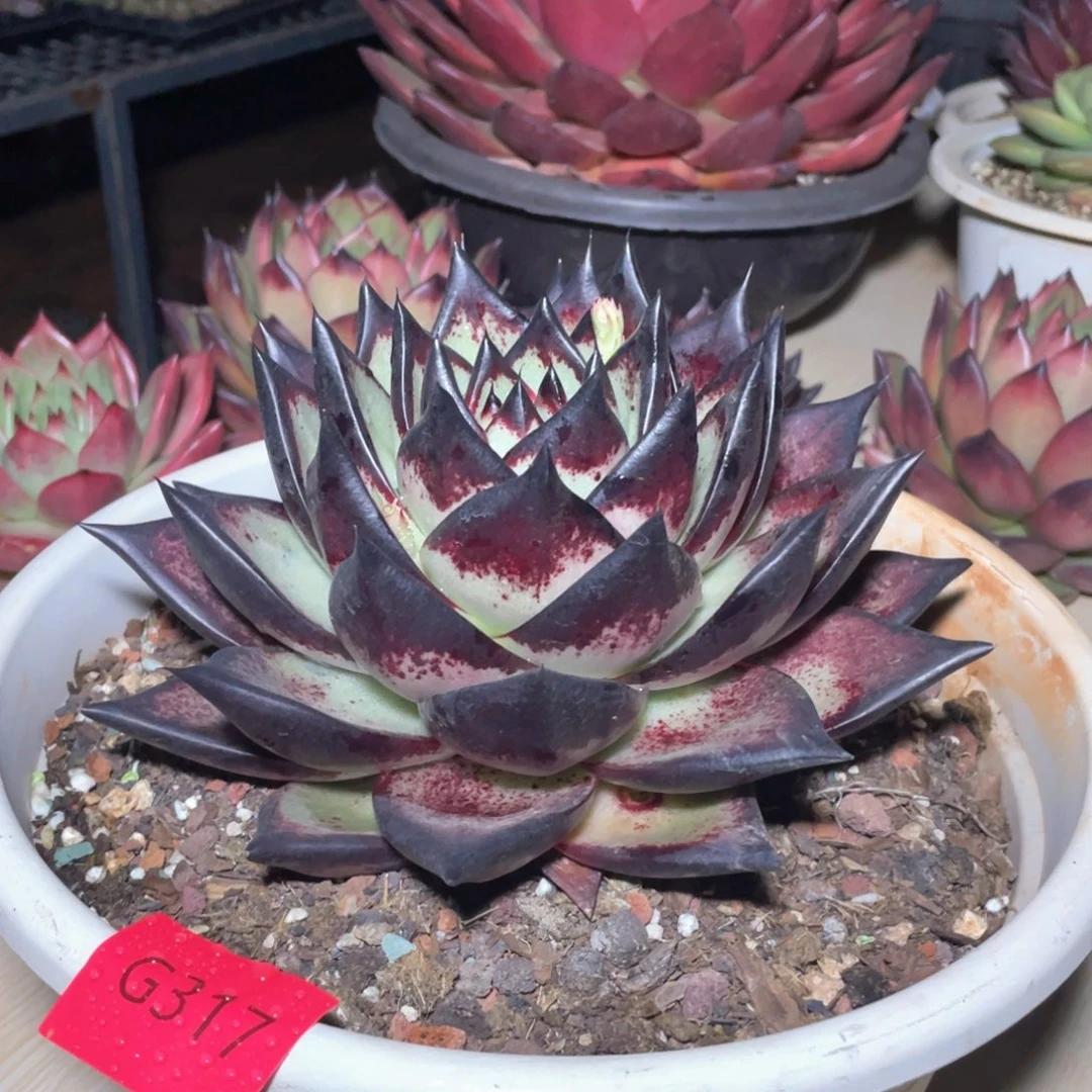 开***洋多肉植物多肉植物317