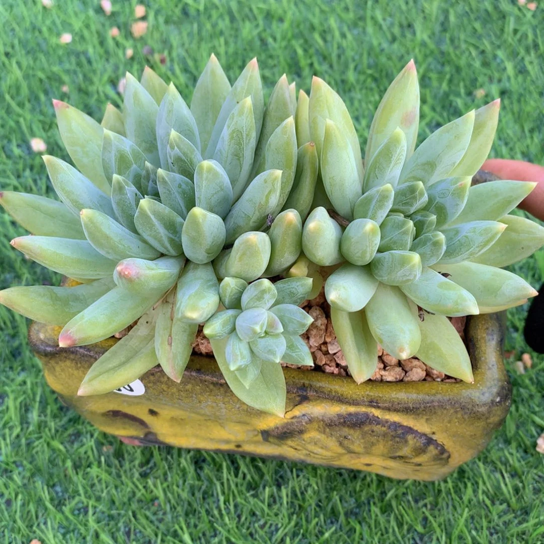 重楼14 公分一物一拍