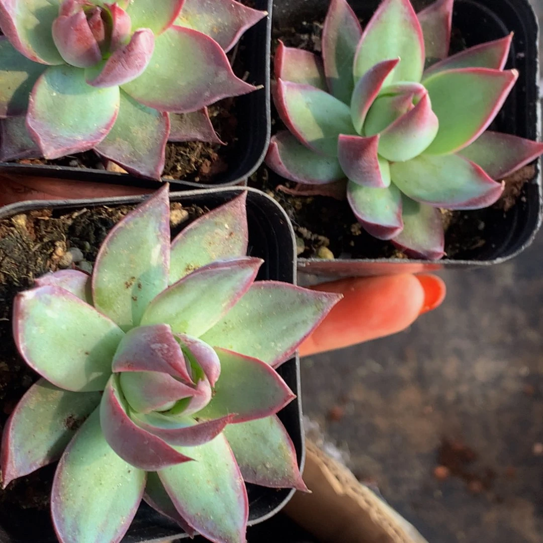 惊鸿仙子 特价 （满9.99包邮不满9.99发叶子）