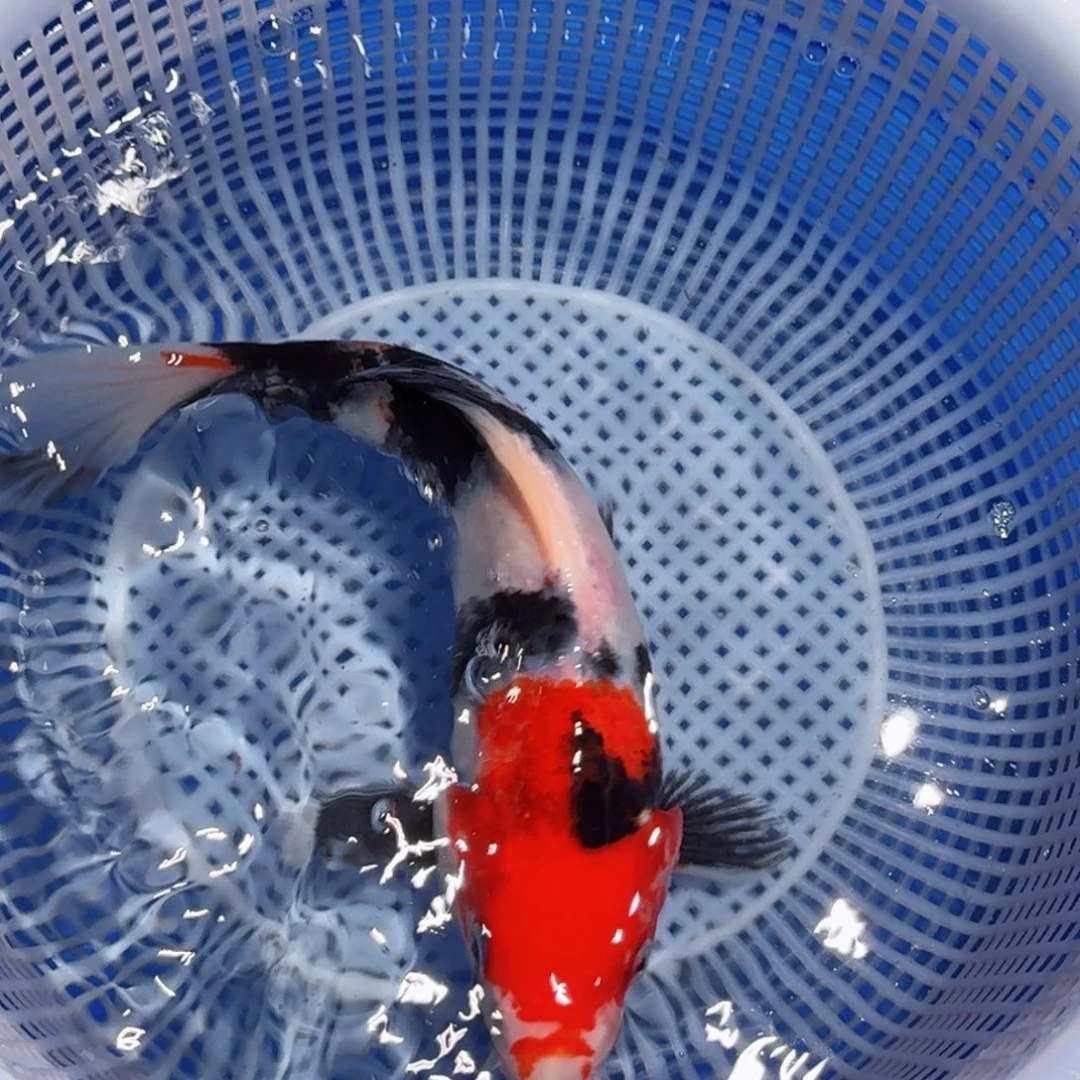 锦鲤精品甄选血统锦鲤