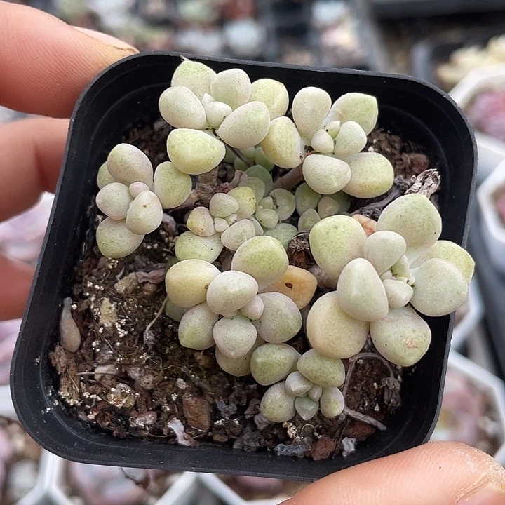 丸叶姬秋丽随机发