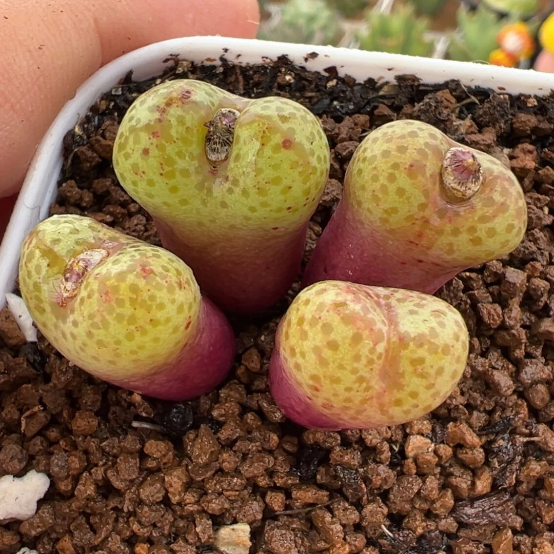 751多肉植物种类多样