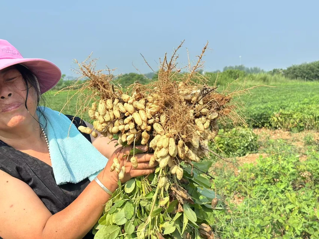 五河小溪山特有红沙土小花生颗粒饱满口感爽脆香甜（江浙沪皖包邮）
