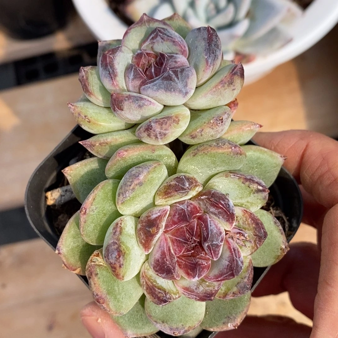 精品多肉一物一拍不包整32