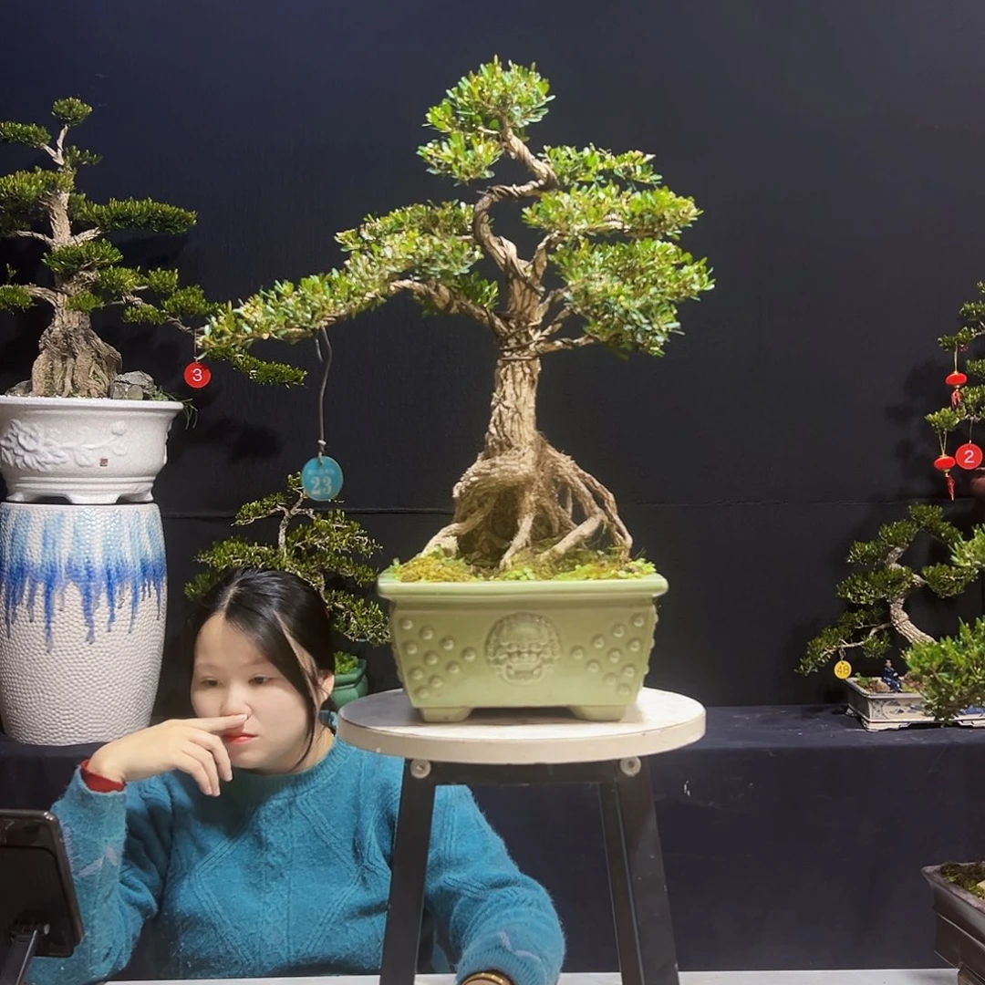 绿植皱皮黄杨木