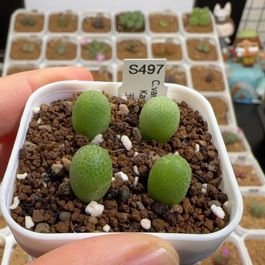 肉锥多肉植物组合-玉米一盆729