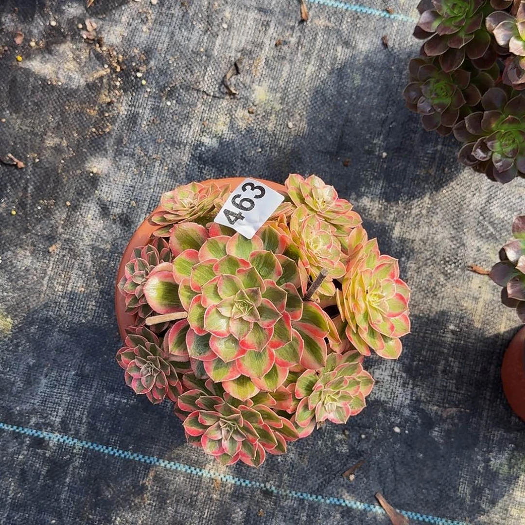 463云荷法师植物多肉