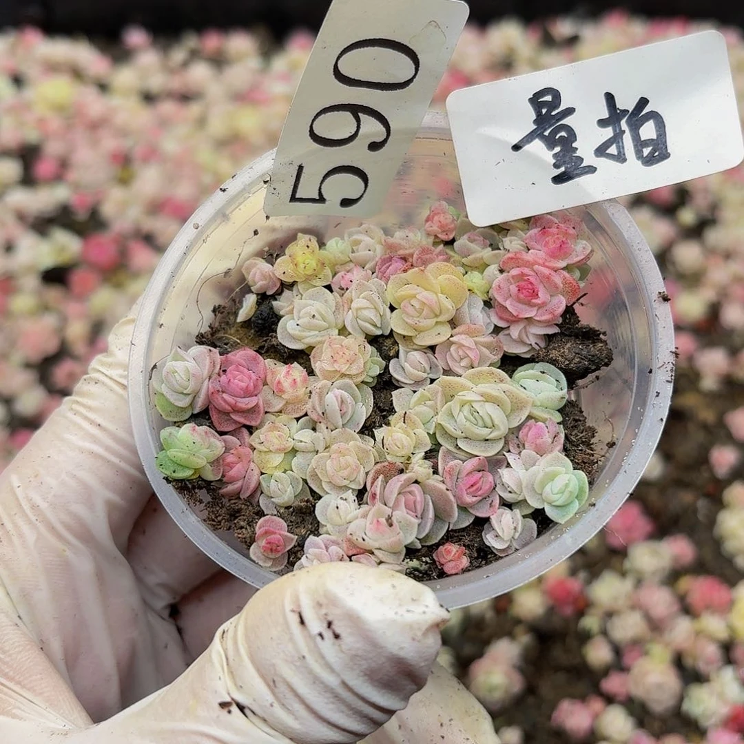 多肉植物多肉植物590量拍