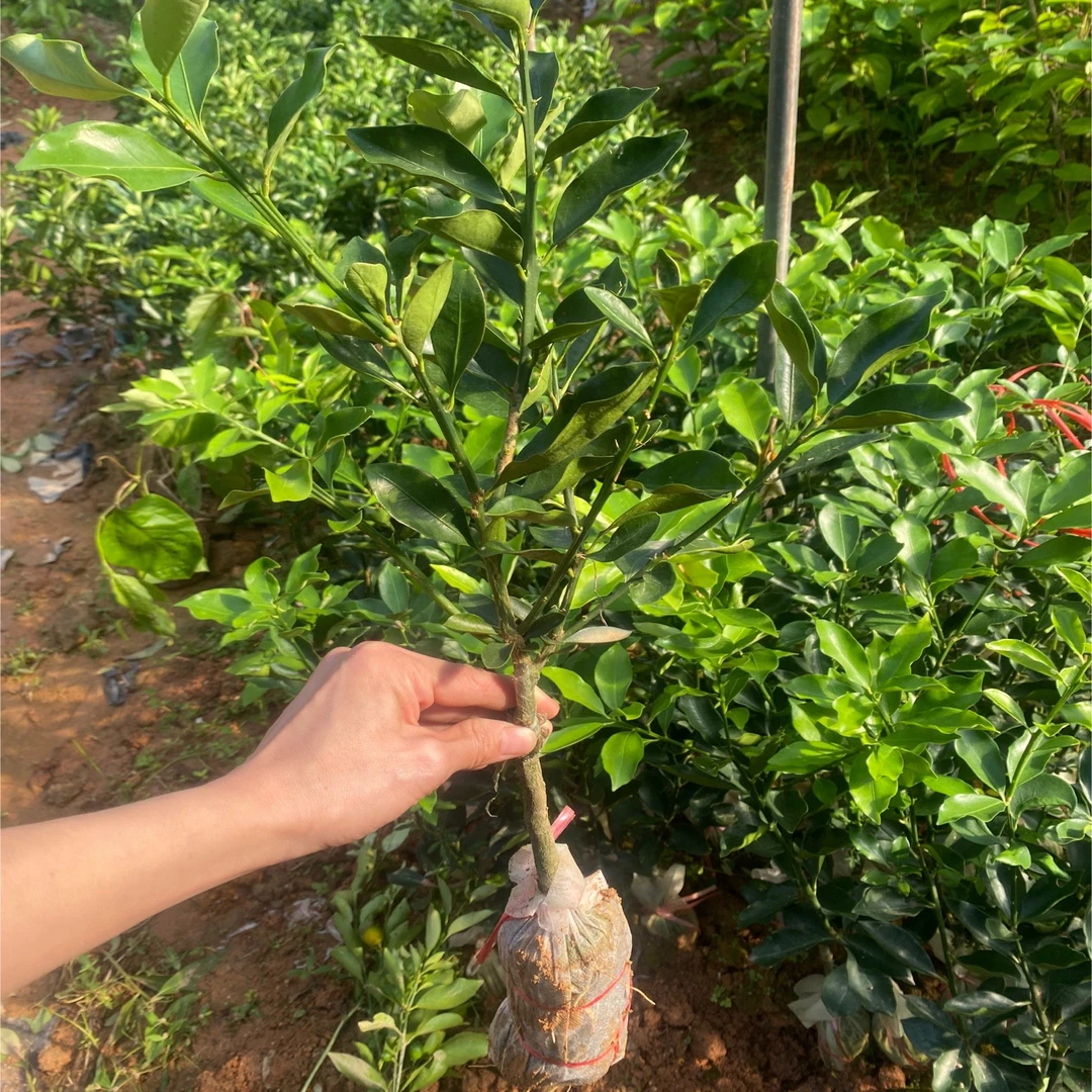 直播间一物一拍 盆栽种子植物下单联系客服备注编号