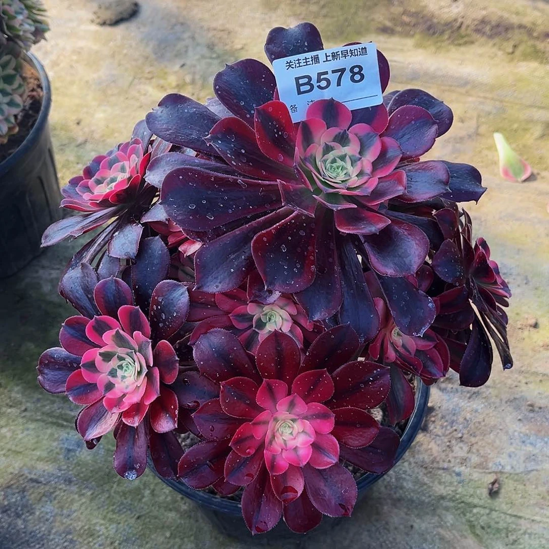 多肉植物578美杜莎