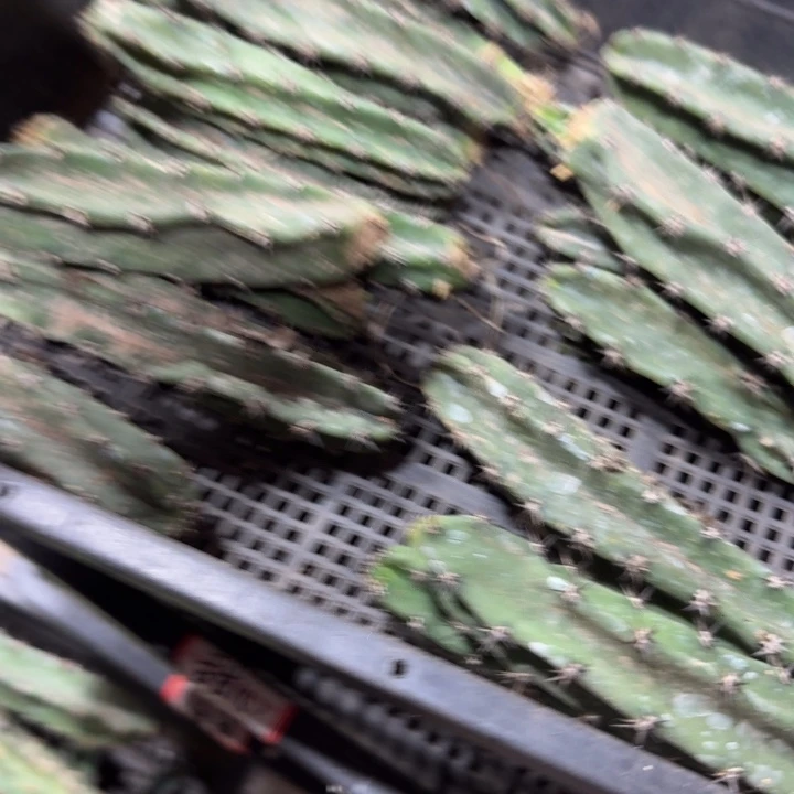 355黑刺秀普瘦2个，10公分以上，20包邮斑不好