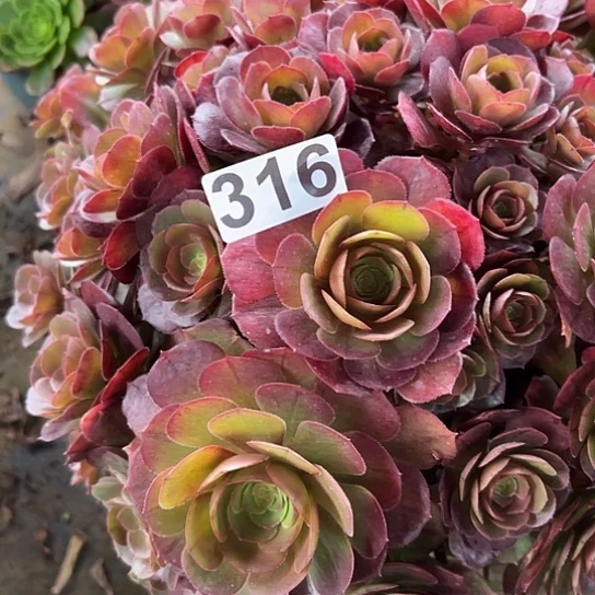 明***你多肉植物一个