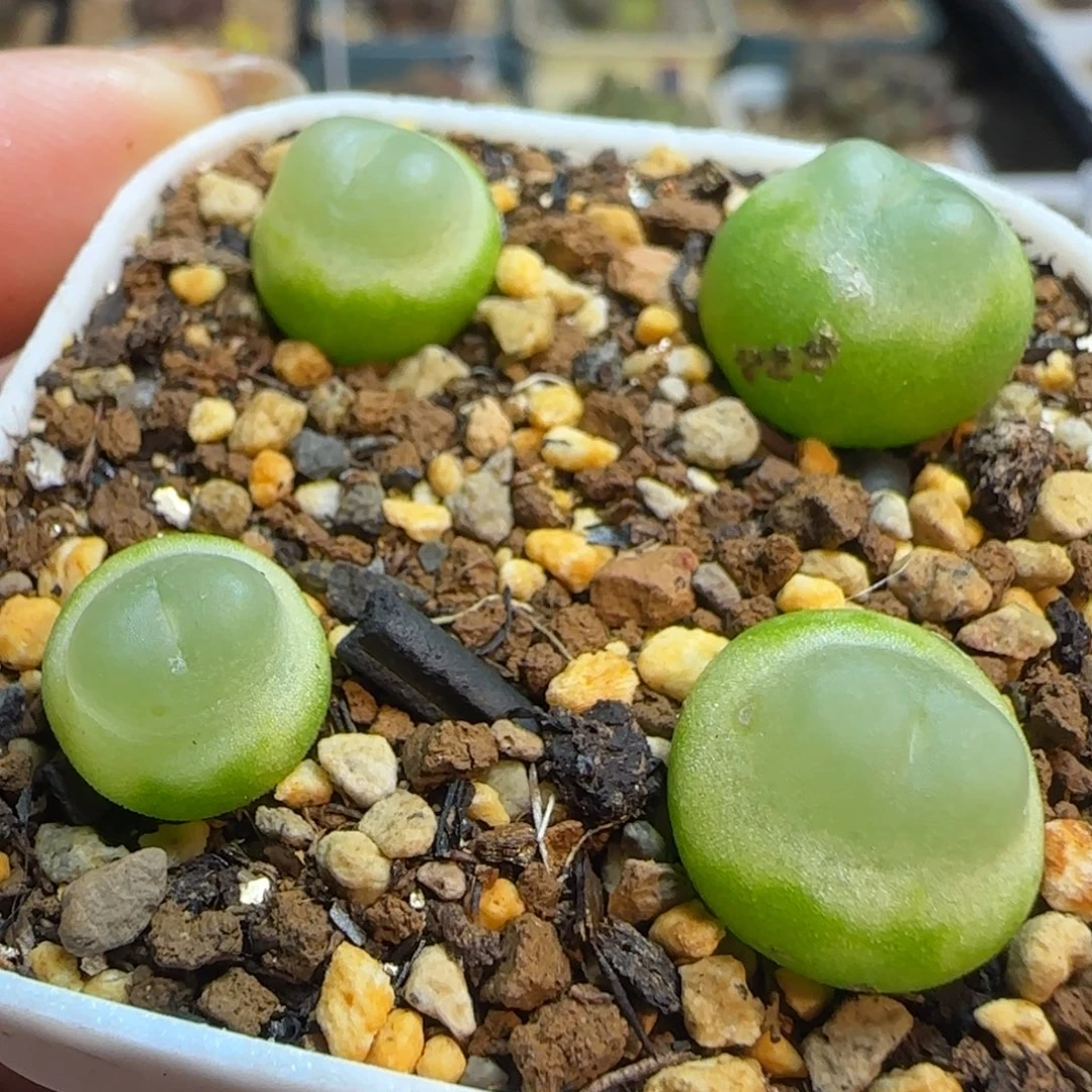 多肉植物三年拉登一组170号