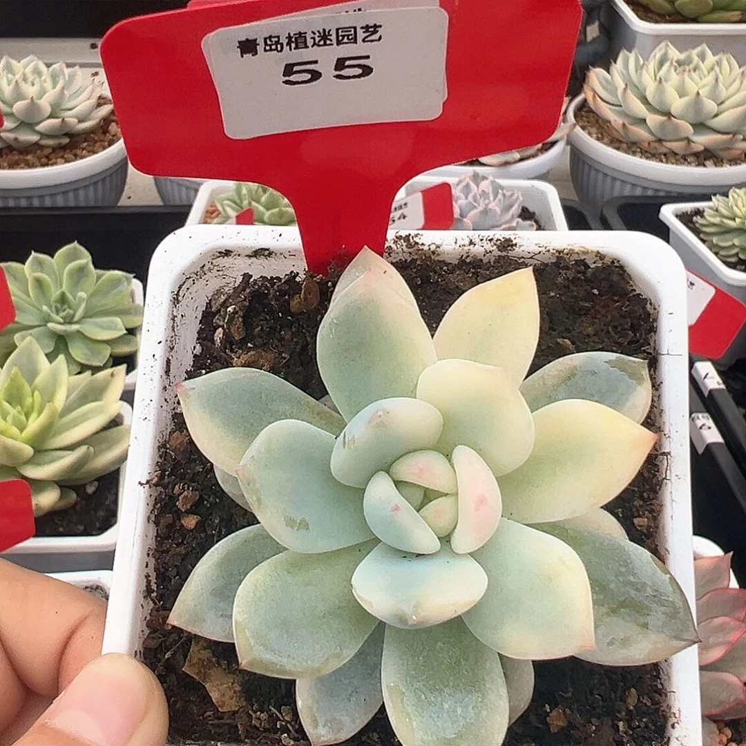 55橙梦露锦多肉植物