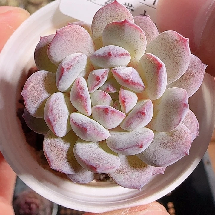 1117-------131点绛唇