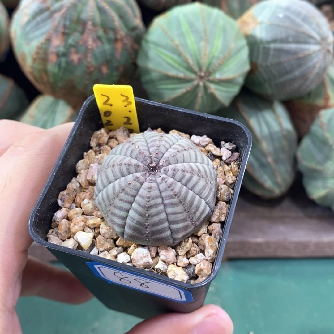 欧系实生布纹球多肉植物