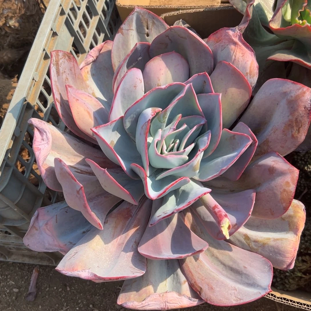 多肉植物大颗布鲁克林蓝