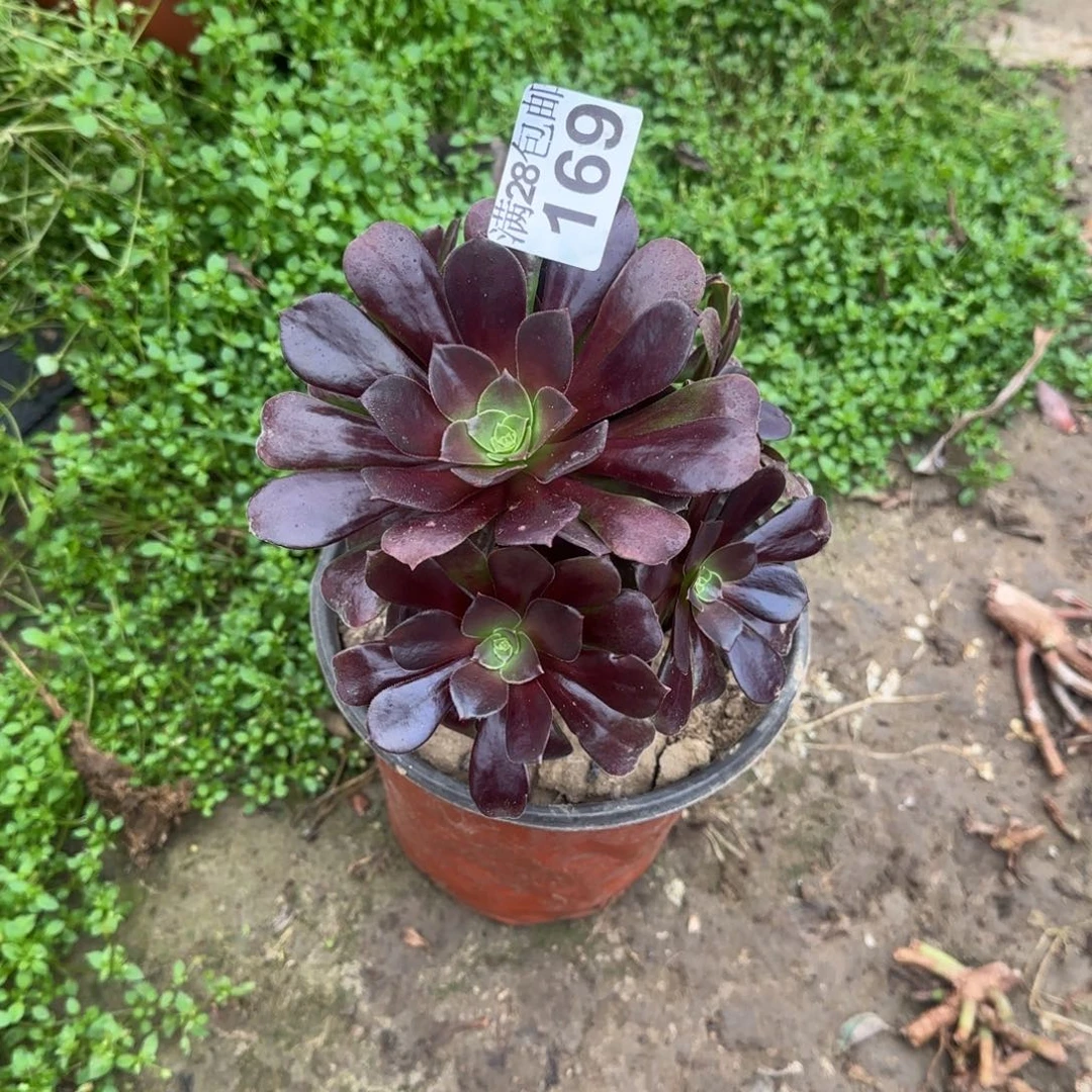 梅花博迪多肉瑕疵169满28包邮断枝不包瑕疵