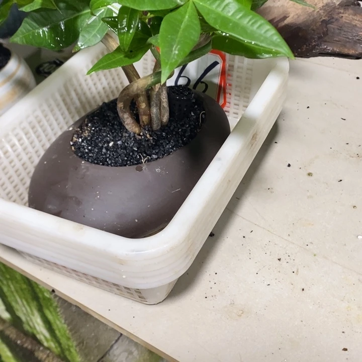 z***u完全开放退款拉黑66