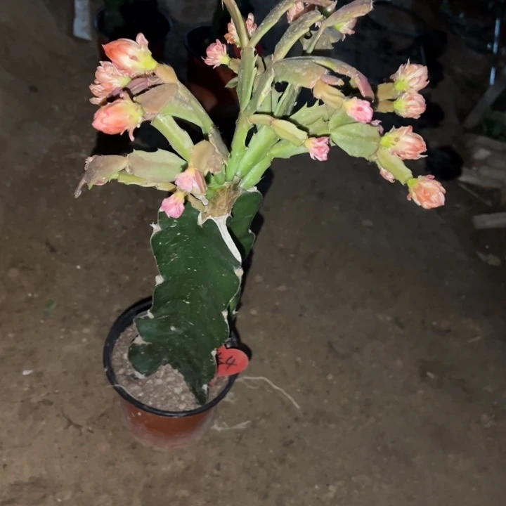 文***芳当前无花栽培后可以开花045  54