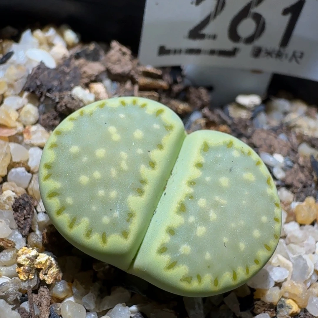 zzzzz生石花肉锥261