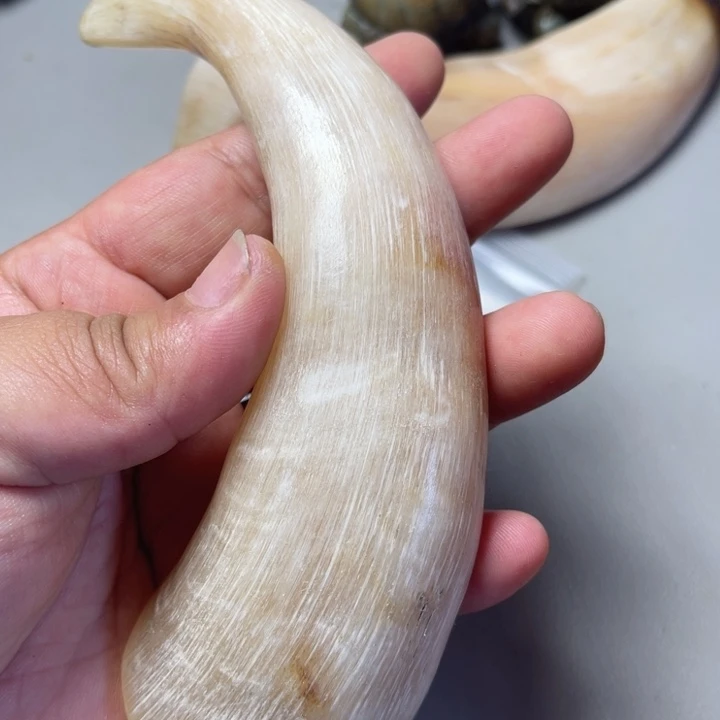 大果紫檀（缅甸花梨）