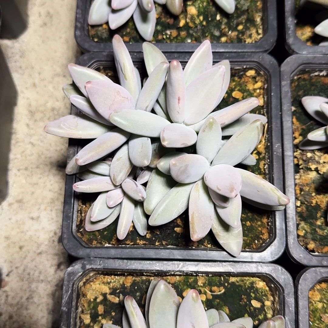 企鹅 4头 一物一拍