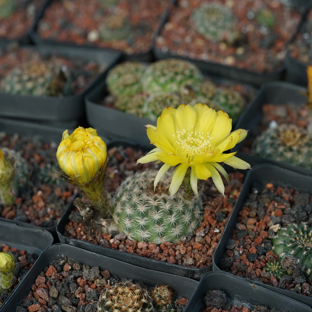 Lobivia tiegeliana var. xanthinantha 丽花 仙人球