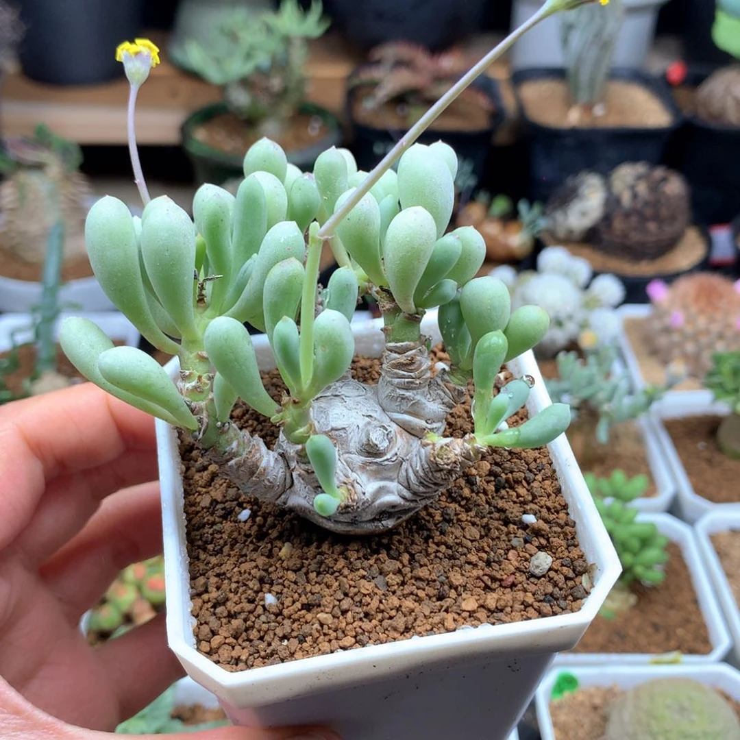 老桩卡拉菲厚敦菊脱土多肉