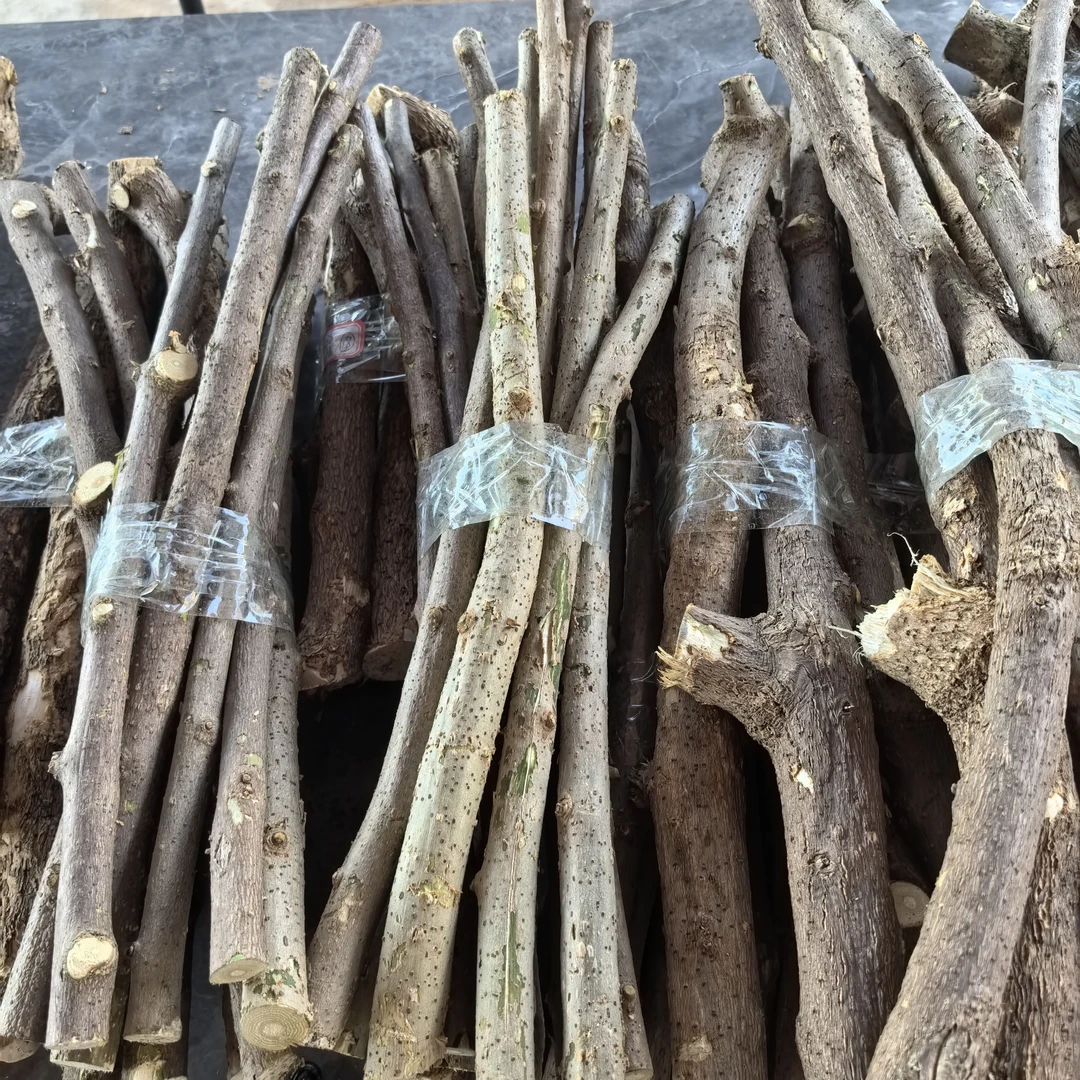 三角梅【小叶紫】 枝条 新手勿拍不包售后有成活率