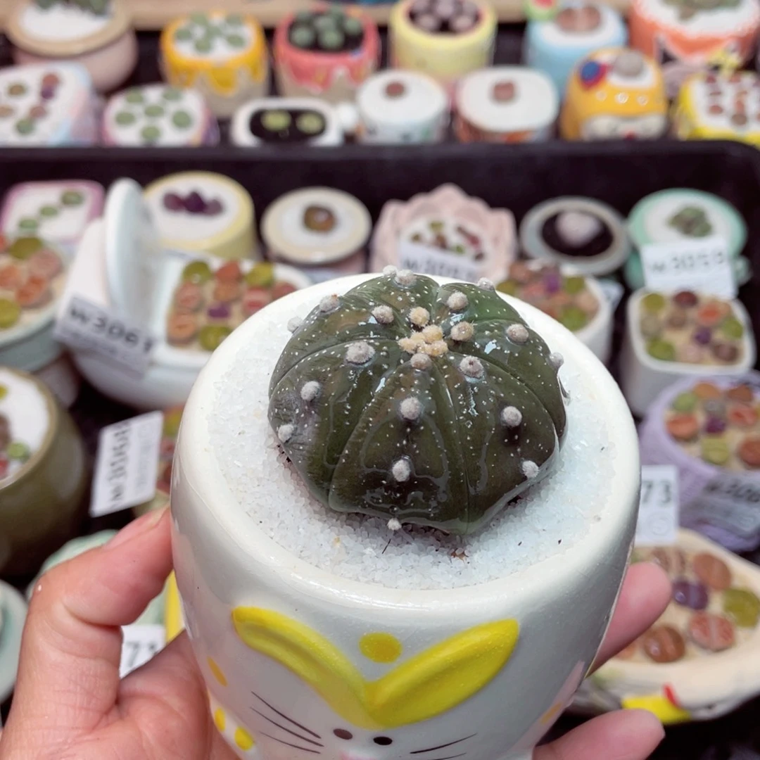 w3075 -零下地区拍保温箱-15支持寄养