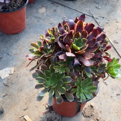 欧嘉莉多肉植物026