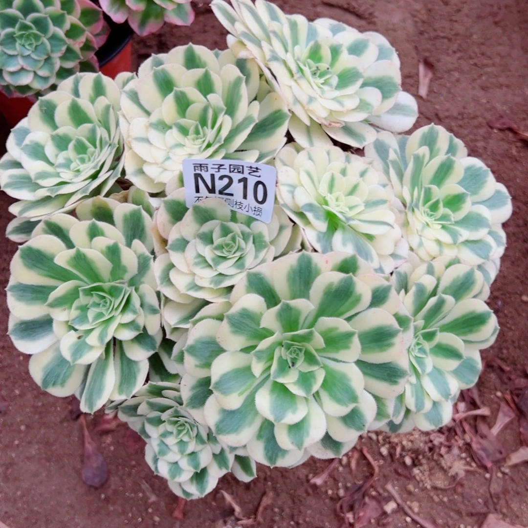210迈巴赫尺寸20左右干巴处理