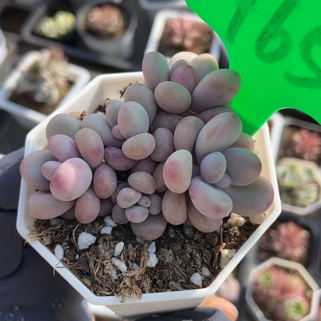 765桃蛋多肉植物保护