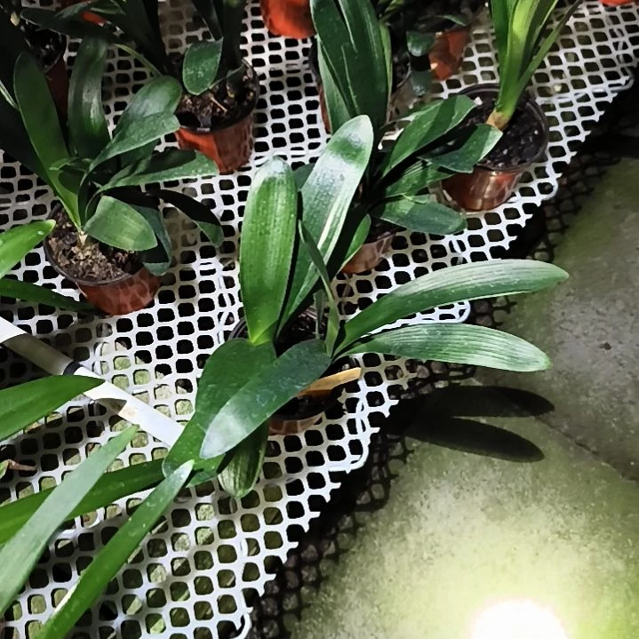 完全开放黑魁*桐花一组