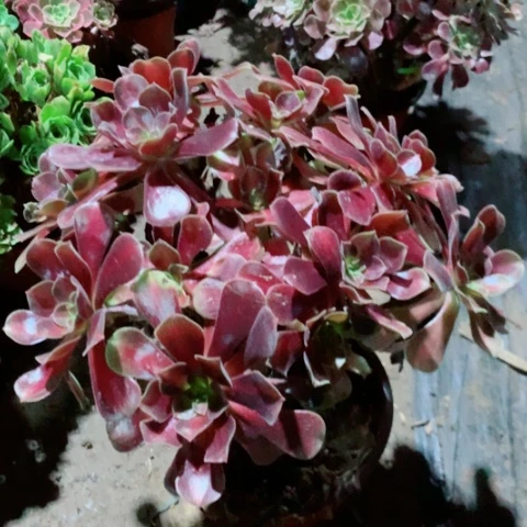 花纳多肉植物法师12号